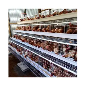 160 Birds Layer Chicken Cage For Up To 90,000 Layers