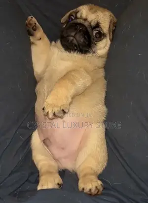 0-1 month Male Purebred Pug