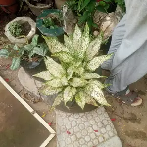 Best Indoor Plants for Interior Decor, Landscape E