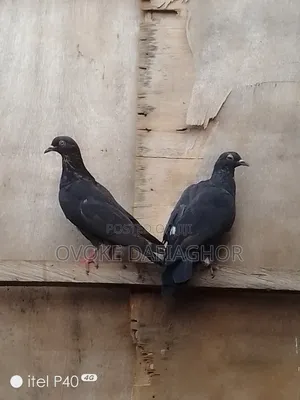 Black Pidgeons