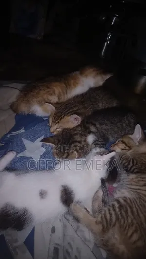 0-1 month Female Mixed Breed Tabby