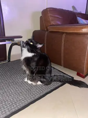 1+ year Male Purebred Maine Coon