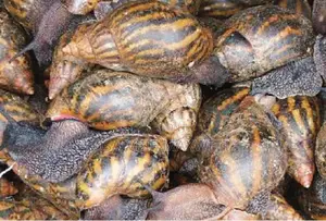 Large Quantity of Giant Snails for Sale — Benin City.