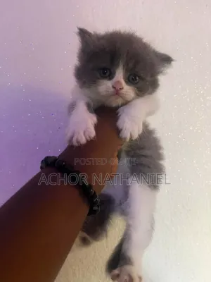 1-3 months Male Purebred Persian