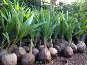 Hybrid Dwarf Coconut Seedlings. With Sales Discount