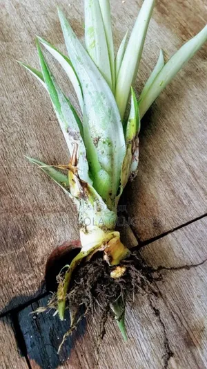 Hybrid Pineapple Suckers