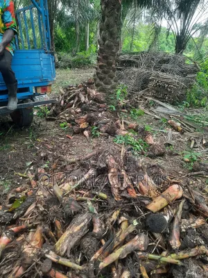 Rich Hybrid Plantain Suckers