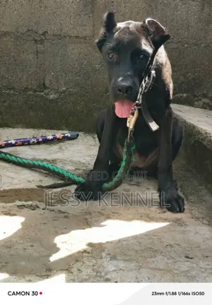 3-6 months Female Purebred Cane Corso