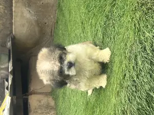 1-3 months Male Purebred Lhasa Apso