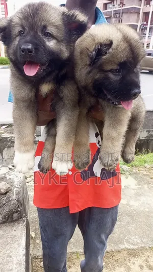 1-3 months Female Purebred Caucasian Shepherd