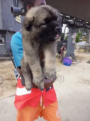 1-3 months Female Purebred Caucasian Shepherd