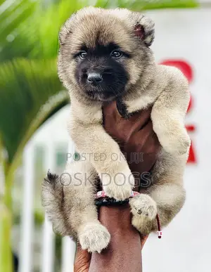 1-3 months Male Purebred Caucasian Shepherd
