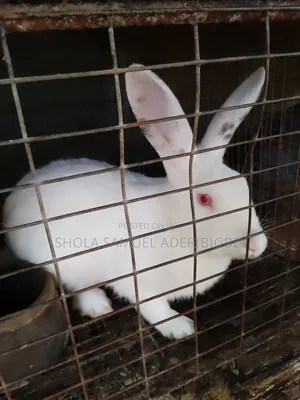 Lovely Rabbit