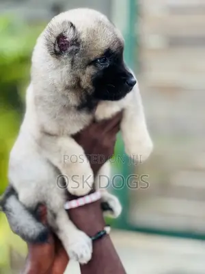 1-3 months Female Purebred Caucasian Shepherd