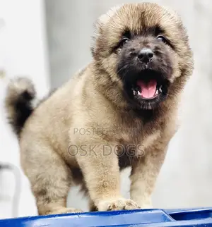1-3 months Female Purebred Caucasian Shepherd