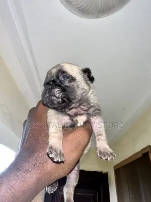 0-1 month Female Purebred Pug