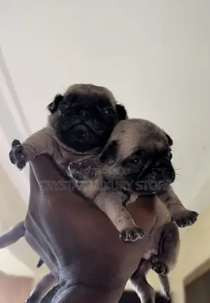 0-1 month Male Purebred Pug
