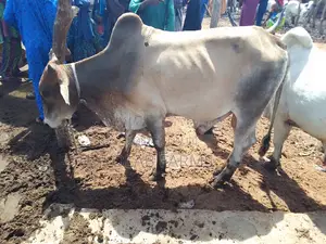 Olaab Cow and Animals