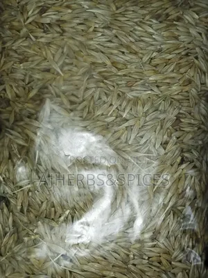 Unpleed Barley Grain