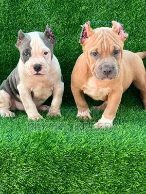 1-3 months Male Purebred American Bully