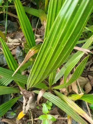 Date Palm Seedlings