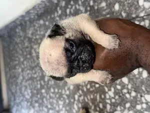 0-1 month Female Mixed Breed Pug