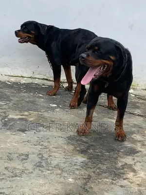 1-3 months Female Purebred Rottweiler