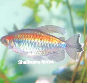 African Tetra