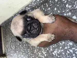 0-1 month Male Purebred Pug