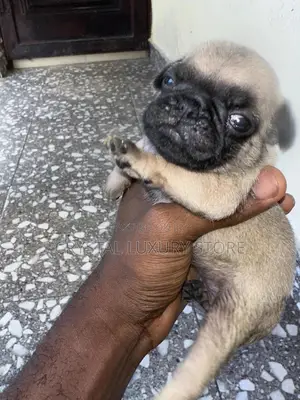 0-1 month Male Purebred Pug