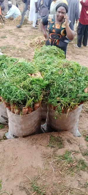 Fresh Carrot