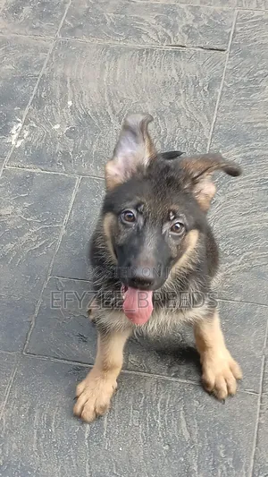 1-3 months Female Purebred German Shepherd