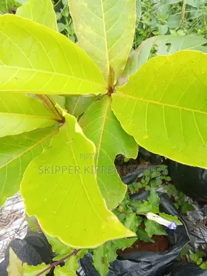 Almond Seedlings