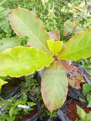 Almond Seedlings