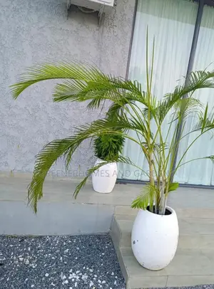 Concrete Pots/Planters