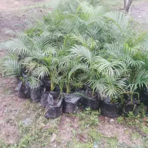 Golden Palm