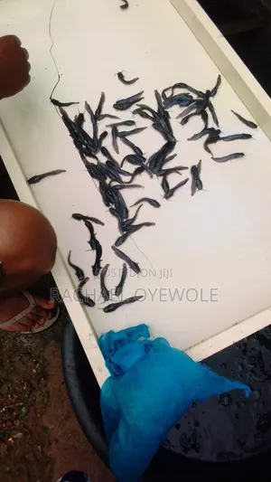 Healthy Clarias Fingerlings and Post Fingerlings