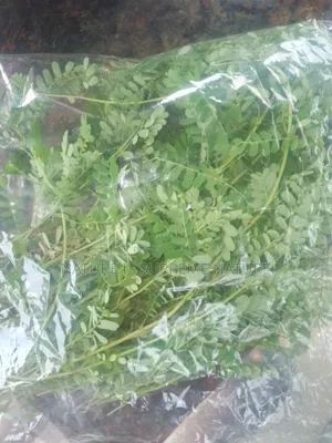 Stone Breaker Also Known as Eyin Olobe Phyllanthus Niruri