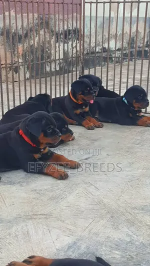 1-3 months Male Purebred Rottweiler