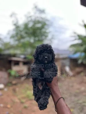 1-3 months Male Purebred Poodle