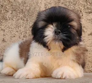 1-3 months Male Purebred Shih Tzu
