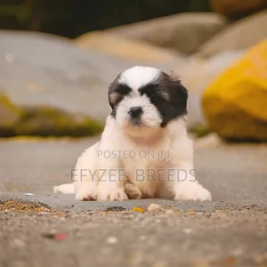 1-3 months Male Purebred Shih Tzu