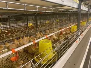 Brooding Cage For Layers,Broiler,Drinkers ,Pelletizer