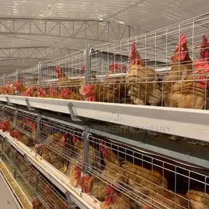 We Are Main Dealer in Commercial Chicken Battery Cages