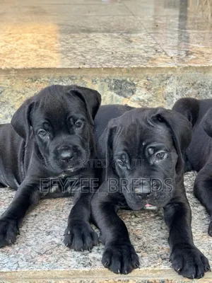 1-3 months Male Purebred Cane Corso