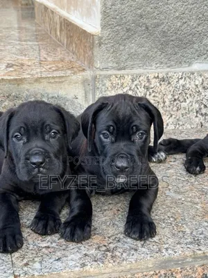 1-3 months Male Purebred Cane Corso