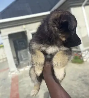 1+ year Male Purebred German Shepherd