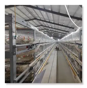 Fully Automated Chicken Cage Main Dealer in Nigeria