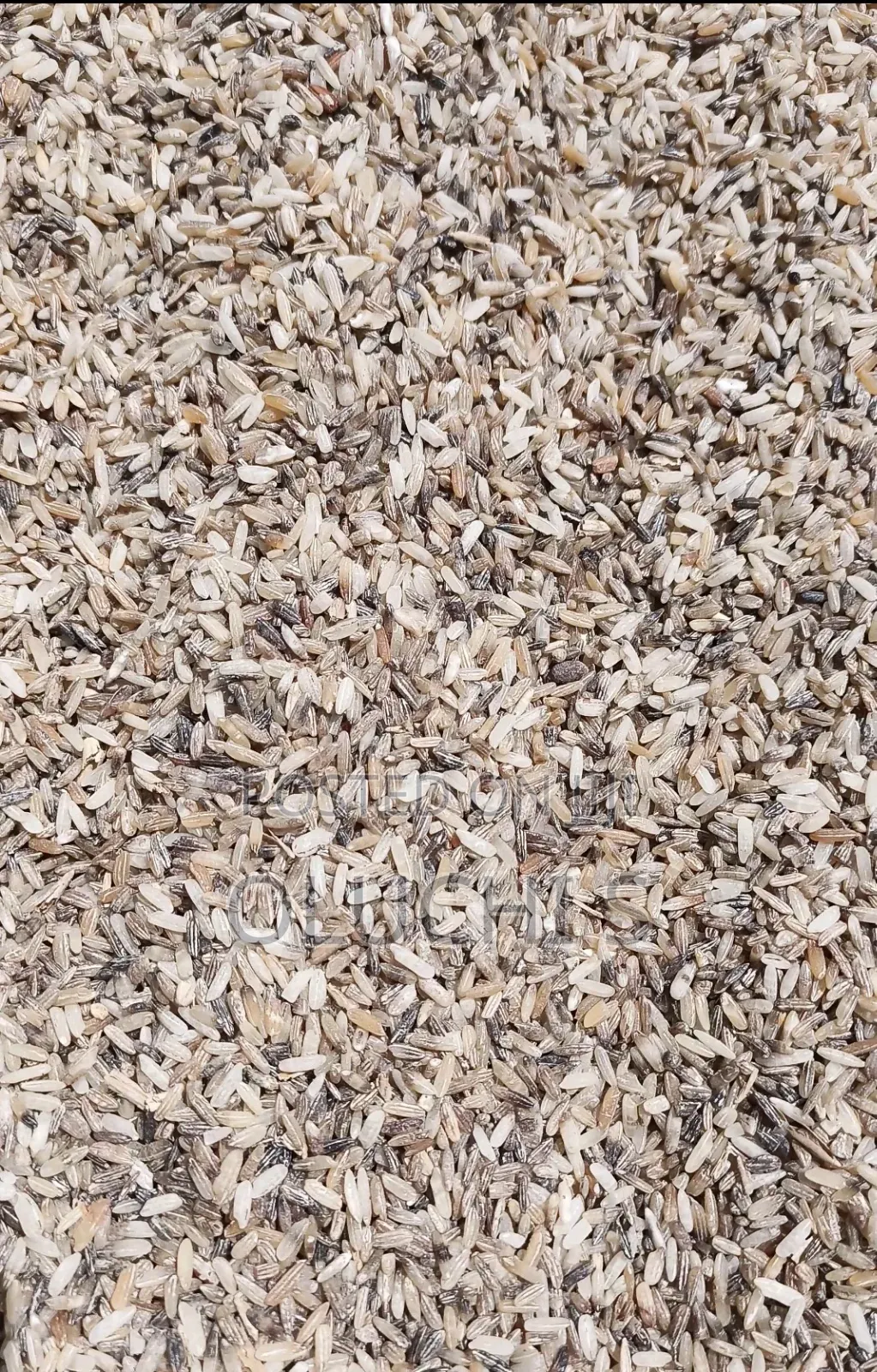 Dog Brown Rice