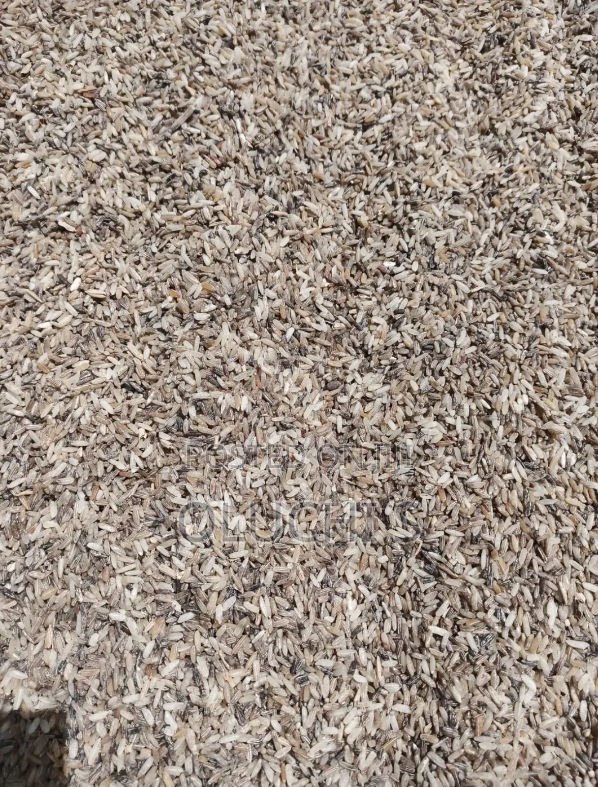 Dog Brown Rice